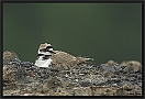 Kleine Plevier, Little Ringed Plover, Charadrius dubius Location: Goor, the Netherlands kleine plevier DSC 0015-01 kopie